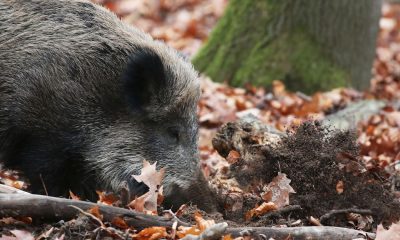 Erstmals Afrikanische Schweine­pest in NRW nachgewiesen