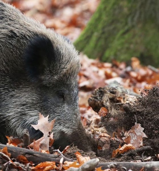 Erstmals Afrikanische Schweine­pest in NRW nachgewiesen