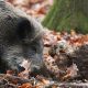 Erstmals Afrikanische Schweine­pest in NRW nachgewiesen