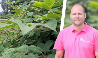 Selm kämpft gegen unaufhaltsame Problempflanze: Invasiver Staudenknöterich