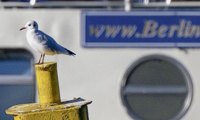 Wildtiere in Berlin – Zugezogene erobern Berlin: Möwen siedeln in der Hauptstadt