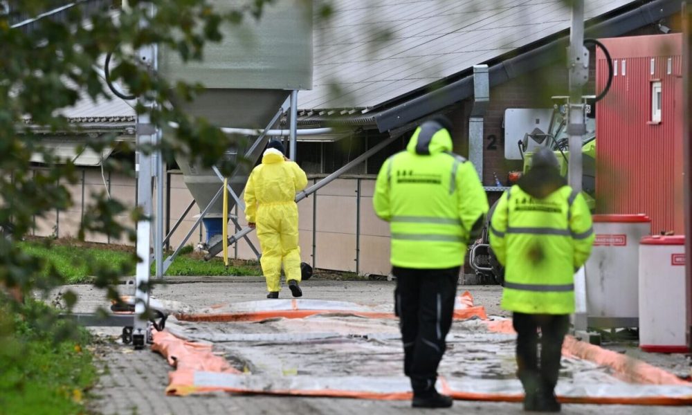 Geflügelpest erreicht NRW - 19.000 Puten in Rees getötet