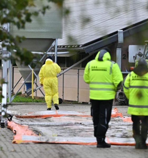 Geflügelpest erreicht NRW - 19.000 Puten in Rees getötet