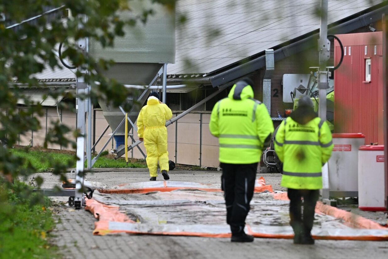 Geflügelpest erreicht NRW - 19.000 Puten in Rees getötet