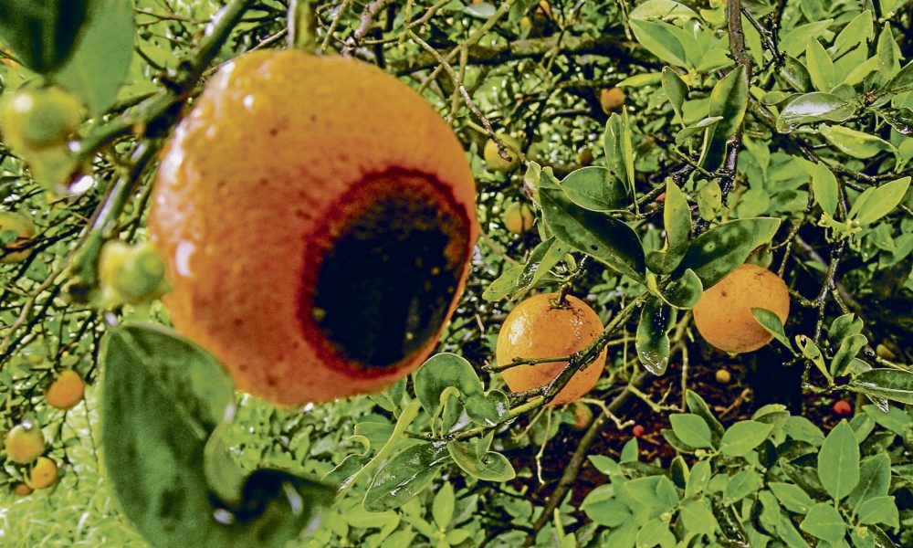 Landwirtschaft – Brasilien: Forschen gegen die Orangenpest