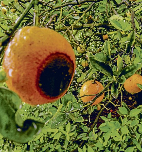 Landwirtschaft – Brasilien: Forschen gegen die Orangenpest