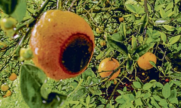 Landwirtschaft – Brasilien: Forschen gegen die Orangenpest