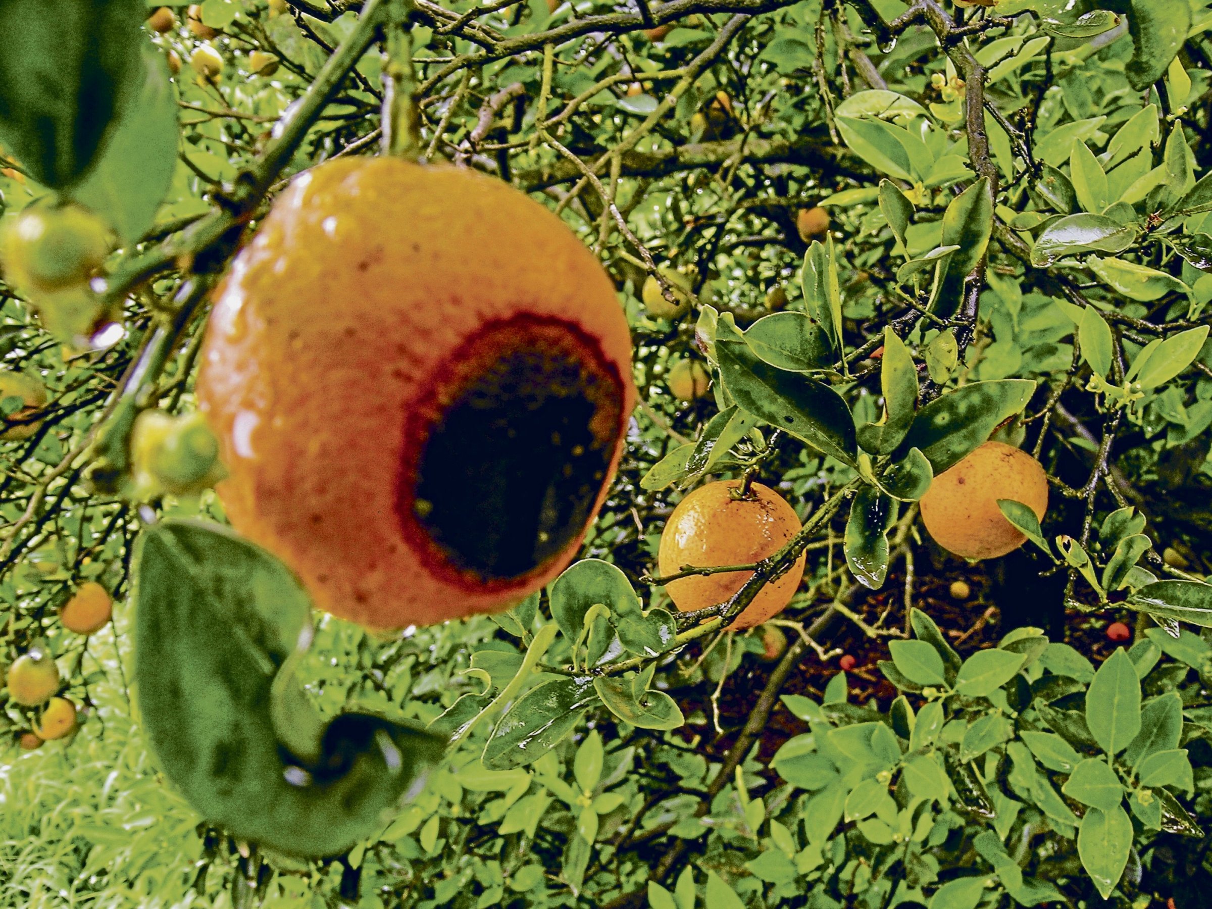 Landwirtschaft – Brasilien: Forschen gegen die Orangenpest