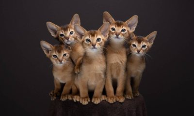 Nils Jacobi ist der Katzenflüsterer "FurryFritz"