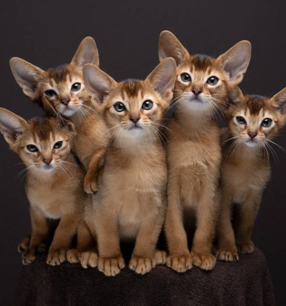 Nils Jacobi ist der Katzenflüsterer "FurryFritz"