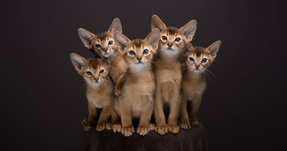 Nils Jacobi ist der Katzenflüsterer "FurryFritz"