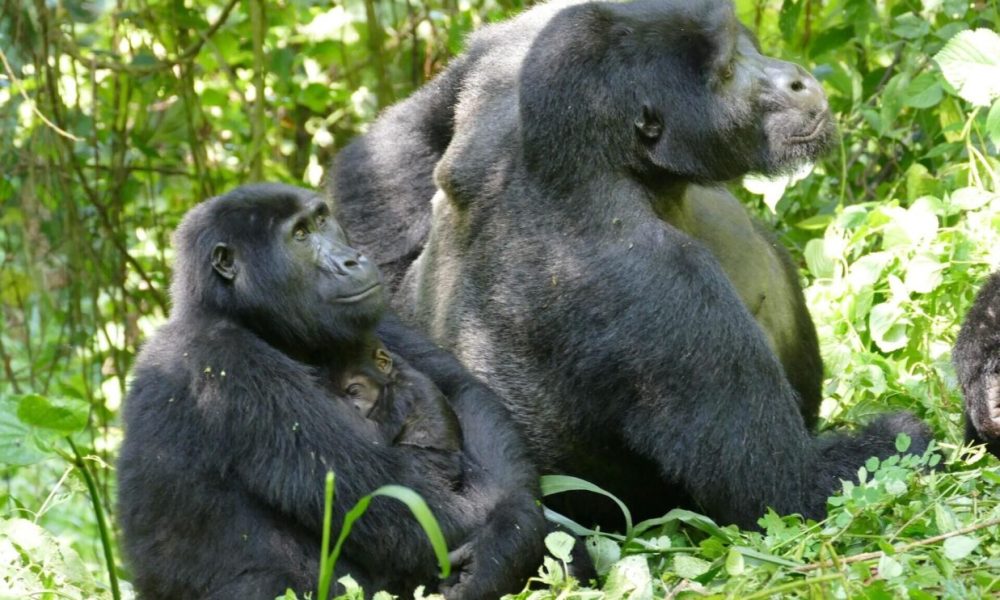 Warum Gorilla-Weibchen lange nach letzter Geburt weiterleben