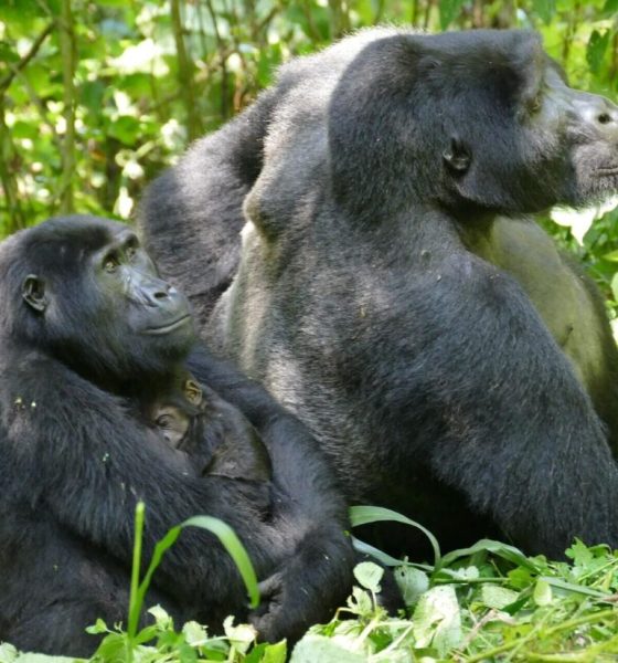 Warum Gorilla-Weibchen lange nach letzter Geburt weiterleben