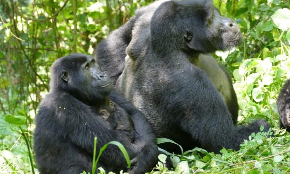 Warum Gorilla-Weibchen lange nach letzter Geburt weiterleben