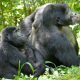 Warum Gorilla-Weibchen lange nach letzter Geburt weiterleben